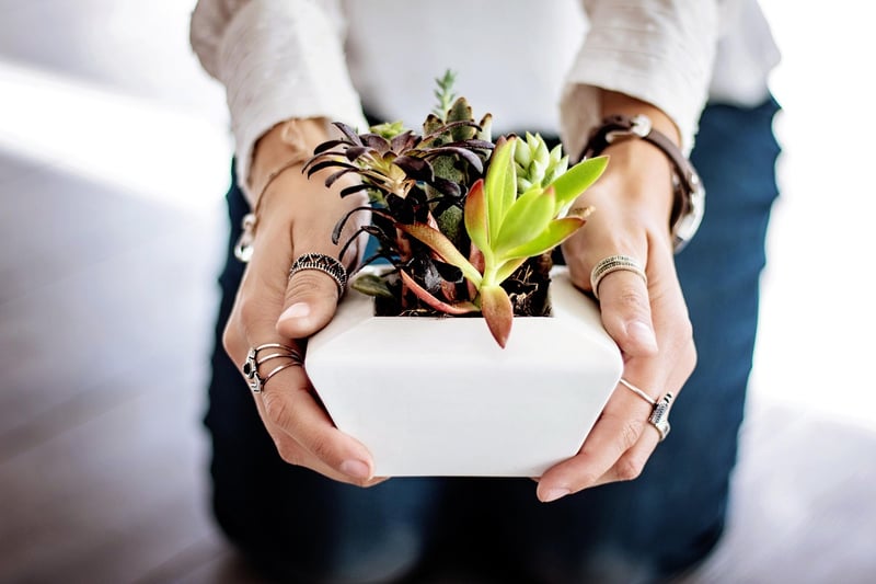 Plant Corner